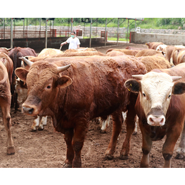 肉牛销售-迎江区*养殖销售-畜源牧业发展有限公司(查看)