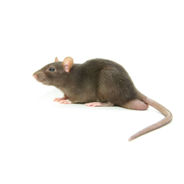 家庭防老鼠丨南昌家庭捕鼠丨学校超市灭鼠