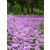 紫娇花花海|芳青花卉苗(图)|紫娇花批发市场缩略图1