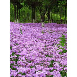 紫娇花花海|芳青花卉苗(图)|紫娇花批发市场