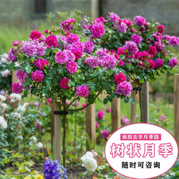晋城盆栽月季-吉华月季长期批发供应-大花盆栽月季