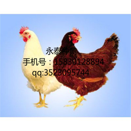 蛋鸡养殖-烟台蛋鸡-永泰种禽(查看)