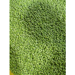 绿佳速冻蔬菜货源充足-菏泽速冻青豆多少钱一吨