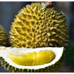 马来西亚榴莲进口的品种及介绍