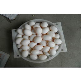鸽子蛋市场价格-佳木斯鸽子蛋-山东中鹏农牧有限公司