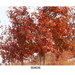 舜枫园林(图)-8公分欧洲红栎-欧洲红栎