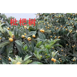 出售枇杷树-金庭盛海林果园(在线咨询)-上海枇杷树