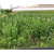 观赏植物花卉批发-观赏植物花卉-长沙环路景石缩略图1
