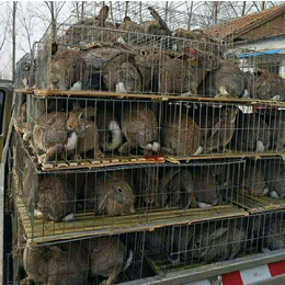 种兔饲养方法-宏盛养兔厂-贵州种兔