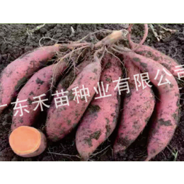 临汾红薯种苗-禾苗种业红薯种-红薯种苗种植时间