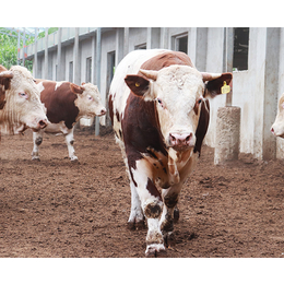 潜江种牛繁育-安徽池州畜源牧业公司-肉用种牛繁育中心