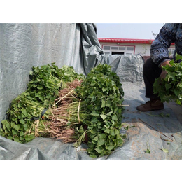 陈兴红薯苗大量供应(图)-红薯苗种植-红薯苗