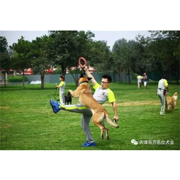 宠物狗训练基地-宁河宠物狗训练-东方名仕犬类训练服务