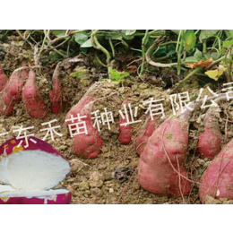 禾苗种业红薯种基地(图)-济薯25薯种那里有-福建济薯25