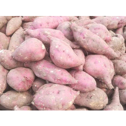 内蒙古培育商薯19红薯苗多少钱一颗源头好货「在线咨询」