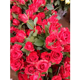 丽江爱莎玫瑰种苗种植基地-丽江爱莎玫瑰种苗-红瑞花卉