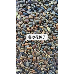 鲁冰花种子哪家好-芳东绿化种苗-恩施鲁冰花种子