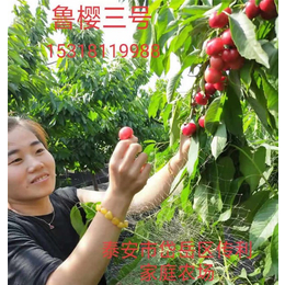 北京6公分大樱桃树多少钱-矮化樱桃苗推荐「在线咨询」