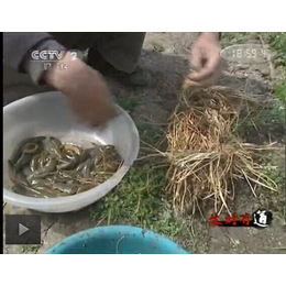 水蛭养殖技术-水蛭养殖-武汉农科大龙虾养殖