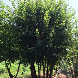 小叶三角枫种植-三角枫种植-京山亚太盆景种植(查看)