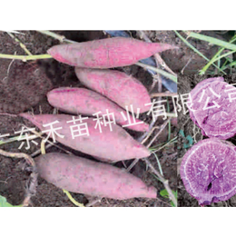禾苗种业(图)-红薯秧红薯苗-红薯苗