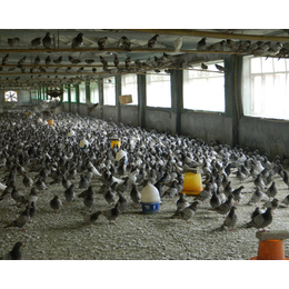 肉食鸽价钱多少-菏泽肉食鸽-山东中鹏农牧