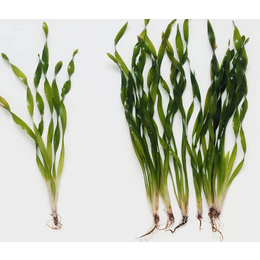 众禾水生植物信誉厂家-大量供应矮生苦草哪家好