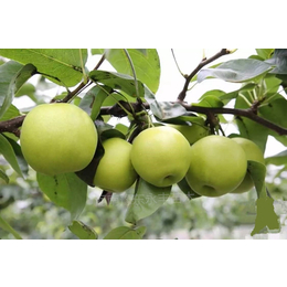 *梨树新品种多少钱一颗的用途和特点