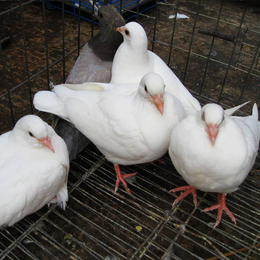 肉鸽哪里卖-沧州肉鸽-兴利动物租赁长年承接