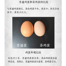 *鸡蛋-浦江茶艺轩(在线咨询)-乌鲁木齐鸡蛋