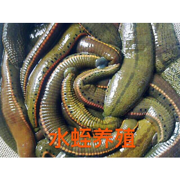 水蛭养殖前景-水蛭养殖-武汉农科大公司