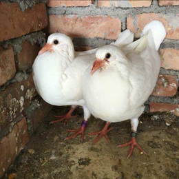 肉鸽养殖技术-河北肉鸽-兴利动物租赁常年供应
