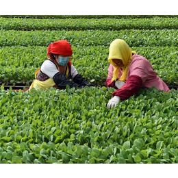 蔬菜生物有机肥报价-宜昌思泰尔生物厂家-黑龙江蔬菜生物有机肥