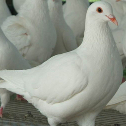 肉鸽厂家-焦作肉鸽-兴利动物租赁价格从优