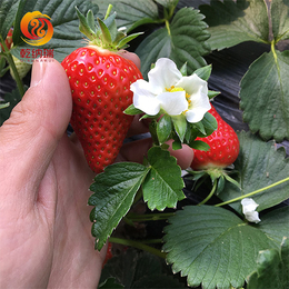 四季草莓苗-乾纳瑞农业-2020年四季草莓苗怎么种植