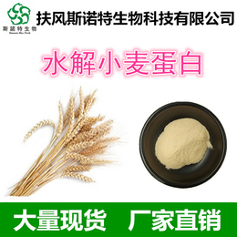 水解小麦蛋白 食品级小麦蛋白 小麦蛋白生产厂家