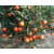 达州世纪红美国糖橘-湖南千思农林有限公司缩略图1
