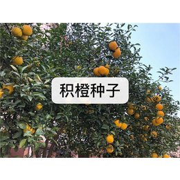 大叶**-荆州大叶*- 无锡芳东(查看)