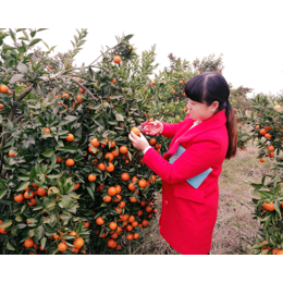 世纪红美国糖橘苗-湖南千思农林科技公司