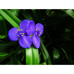 古润园林-紫露草
