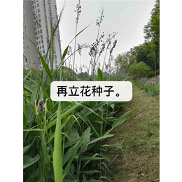 再立花种子生产厂家-再立花种子-芳东绿化种苗