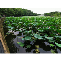 塘角鱼苗厂家报价-活泼水产1站式-邯郸塘角鱼苗厂家