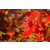 北美红枫报价-淘氧彩叶苗木(在线咨询)-厦门北美红枫缩略图1
