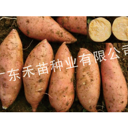 普暑32种植与产量-禾苗种业红薯种-莱芜普薯32种