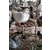 中鹏农牧种鸽养殖基地-湖北种鸽-种鸽出售缩略图1