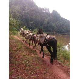 铜陵爱年骡马运输公司(图)-骡马运输单价-洛阳骡马运输