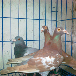 包头肉鸽-兴利动物租赁价格从优-肉鸽养殖