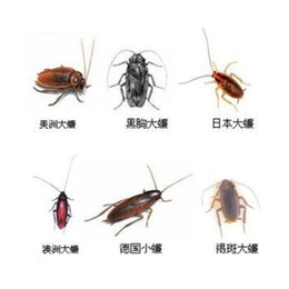 合肥灭蟑螂-安徽优吉盛技术服务-餐饮灭蟑螂