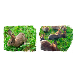 野兔养殖加盟-宏盛养兔厂(在线咨询)-岳阳野兔