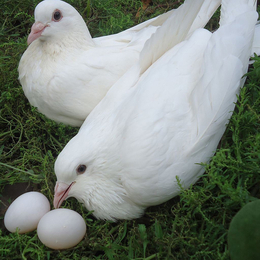白山肉鸽-兴利动物租赁价格从优-肉鸽养殖